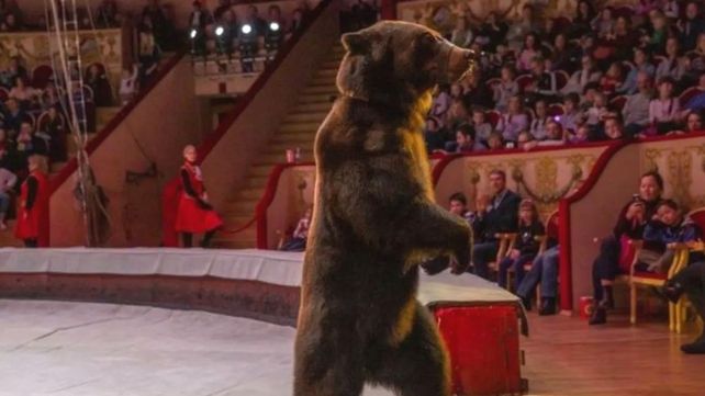 Oso ataca a su entrenadora en un show circense de Rusia