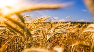 Agricultura: claves para combatir los períodos de sequía