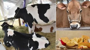 Presentaron la XXII Expo Provincial de la Leche y la XIII Edición de la Expo Jersey Entrerriana