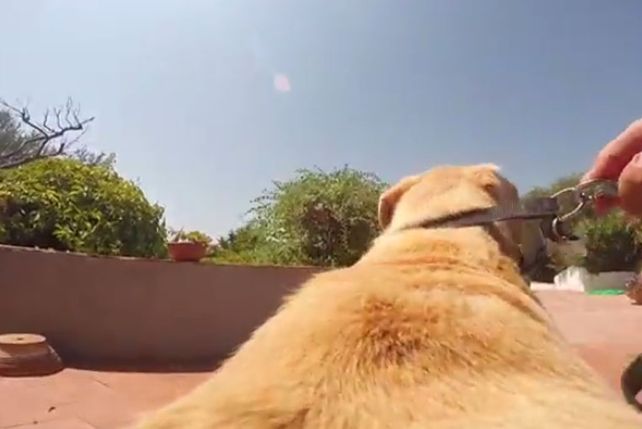 ¡Corré, Walter, Corré!: la locura de un perro para tirarse al mar