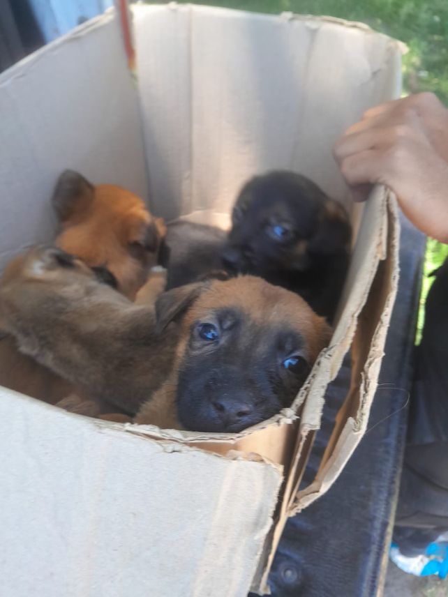Maltrato animal: Este año el municipio de Rosario intervino en más de 1.300 casos