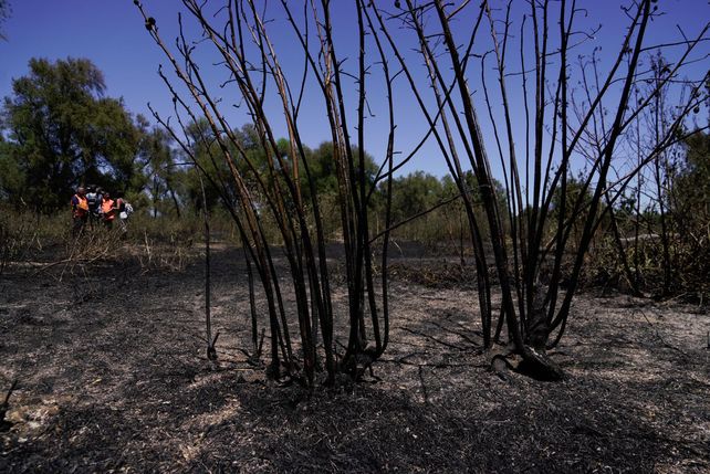 El paso de los incendios por la Isla de los Mástiles, en imágenes