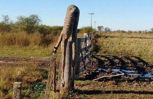 Advierten que, por la creciente del río, aparecieron víboras de gran tamaño