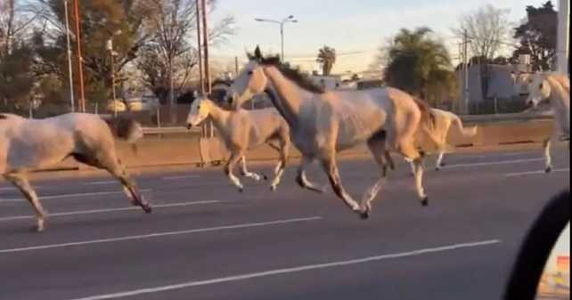 nsólito momento en Panamericana: se escaparon 46 caballos y salieron al trote entre los autos