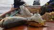 Los pescadores artesanales esperan respuestas. Los pescadores artesanales esperan respuestas.