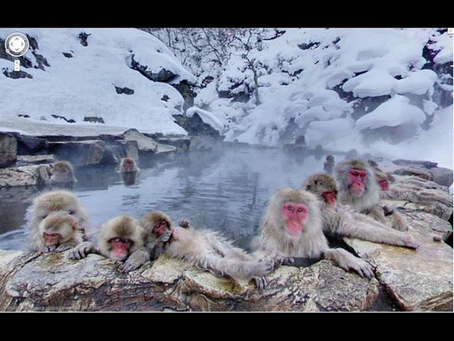 Dicen que el hombre viene del mono. He aquí la prueba. Mono selfie.