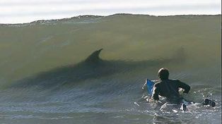 Un surfista en Australia muere atacado por un tibur&oacute;n