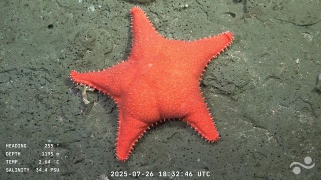 Patricio Estrella: una criatura que fue descubierta en las profundidades de la costa de la ciudad de Mar del Plata