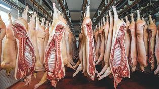 En la Semana de la Carne de Cerdo se ofrece chuleta de paleta a $449 el kilo