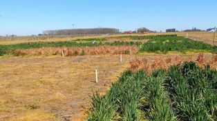 La agricultura contribuye al aumento de la concentración de N2O en la atmósfera, por eso se apela a la cobertura.