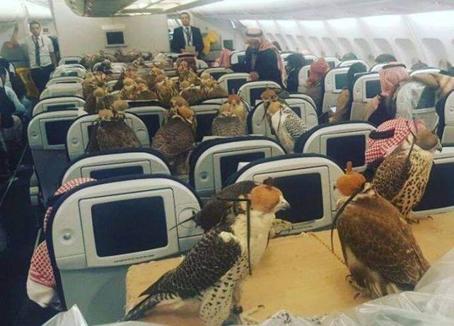 Un príncipe árabe compró pasajes aéreos para sus 80 halcones y viajó con ellos