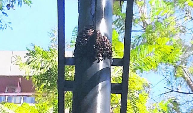 Panal. Abejas sobre una columna de alumbrado en el centro.