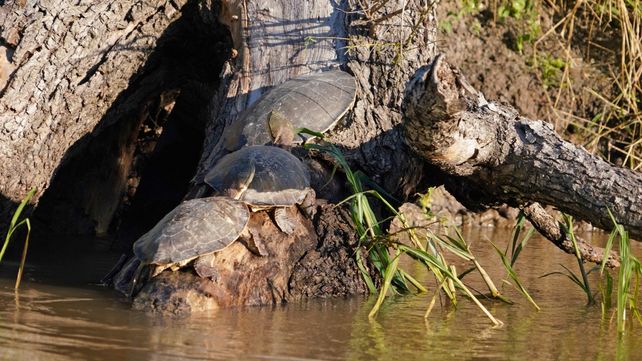Tortugas al sol. Ver de cerca a la naturaleza es parte de la propuesta pedagógica del centro cultural.