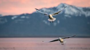 Las gaviotas atacan a las crías de la ballena franca