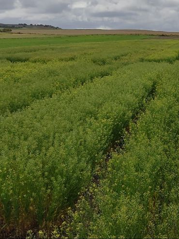 Camelina, el cultivo intermediario entre renta y servicio que disminuye la huella de carbono