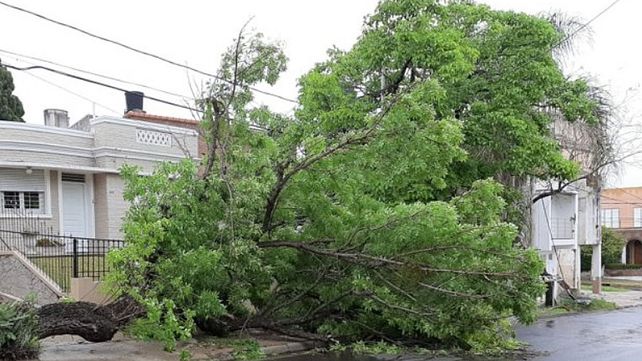 Un árbol cayó por el viento y arrastró el cableado