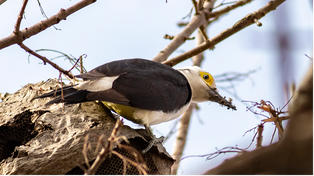 El carpintero blanco es una de las aves que se puede observar en Rosario. Hay más de 15 especies de pájaros que son avistados cada vez con más frecuencia.