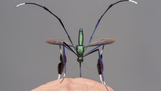 El mosquito Sabethes es uno de los transmisores de la fiebre amarilla en zonas selváticas de América