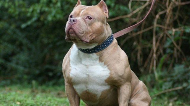 Un pitbull mordió a una nena de dos años