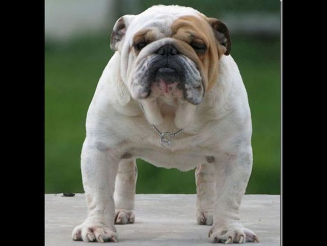Estas son la razas de perros más caras del mundo