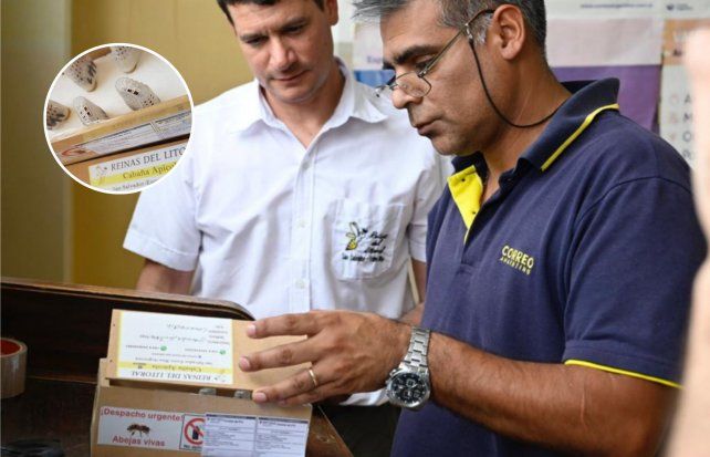 El primer envío de abejas se concretó con éxito y fue realizado por la cabaña Apícola Reinas del Litoral de Entre Ríos.