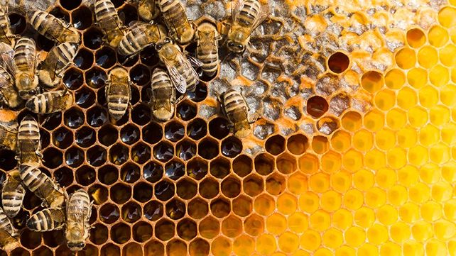 El Proyecto Lactosuero...utilizar para no desechar&nbsp; consiste en la obtención de suplementos proteicos
