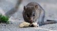 Recomendaciones a los vecinos de Santa Fe para prevenir la leptospirosis y hantavirus