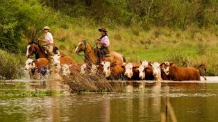 Crecida del río Paraná: cómo es la tarea de los baqueanos para evacuar el ganado de las islas por El Niño