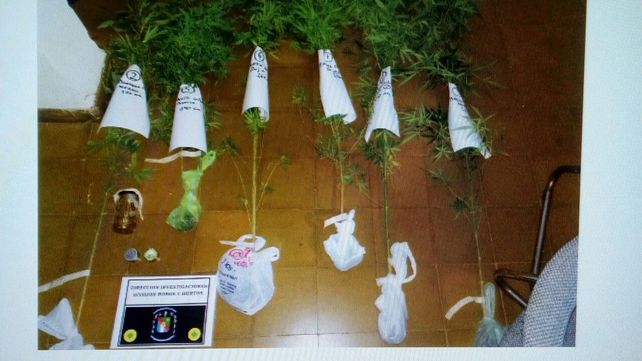 Secuestraron seis plantas de marihuna