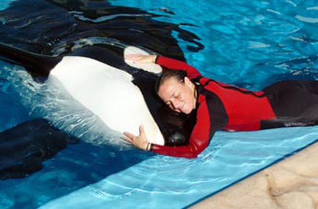Una orca mat&oacute; a su entrenadora en el SeaWorld de Orlando
