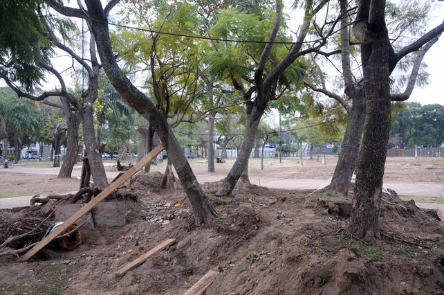 Incógnita. Aún no se sabe cuál será el destino de los nueve jacarandás extraídos para ser trasladados.