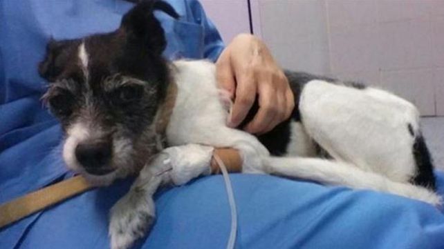 Una mujer le dio psicofármacos a su perro porque la molestaba