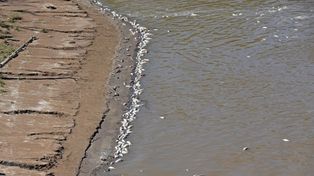 Miles de peces muertos aparecieron en el río Carcarañá
