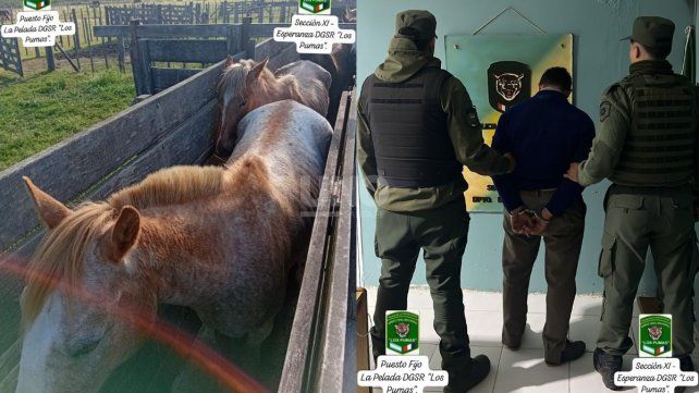 Cayó preso un cuatrero que robó ocho caballos en Cululú
