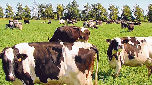Mercado. Desde APL anticipan que crecer&aacute; el volumen de leche en el mercado interno por menor exportaci&oacute;n.