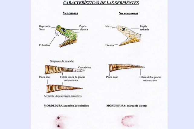 Creció la demanda de antídotos ante mordeduras de yararás