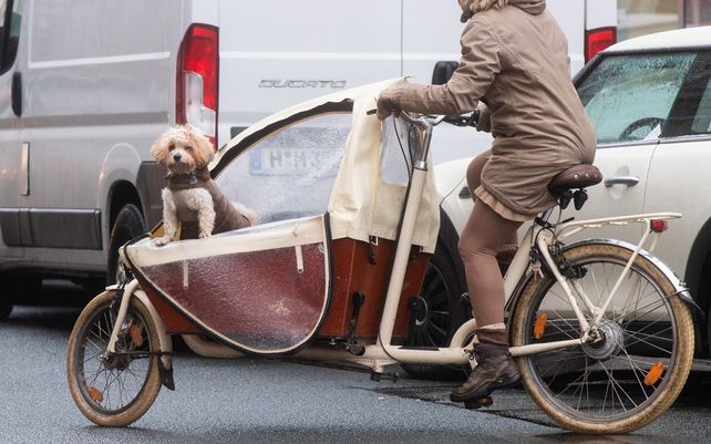 Un perro viaja dentro del canasto de una bicicleta de carga conducida por su dueña