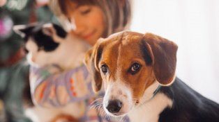 El Día del Animal se conmemora con el fin de celebrar a todas las especies del país y prevenir la extinción de muchas de estas.