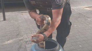 Víbora hallada en pleno Bulevar Gálvez.