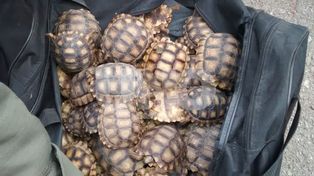 Transportaba aves y tortugas: Gendarmería secuestró 262 animales silvestres protegidos