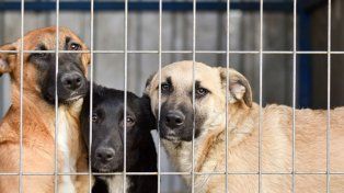 Proteccionistas de Concordia se pronunciaron contra un proyecto de ordenanza que busca prohibir los animales sueltos en la vía pública y promueve la eutanasia