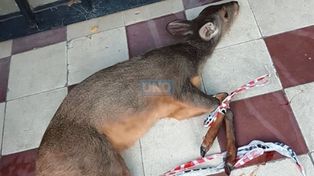 Paraná: encontraron un viracho suelto y herido en el centro