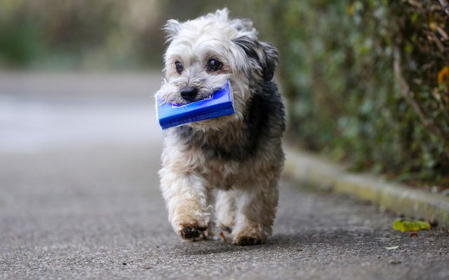 Un perro lleva los pañuelos de su ama en la boca durante su paseo diario.