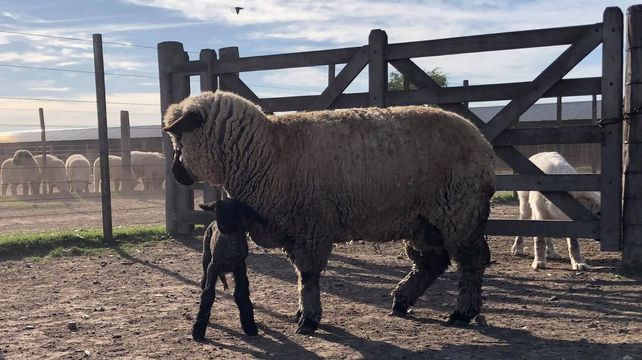 Cordero. En Santa Fe el negocio ovino es la carne