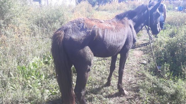 Video: no lo podían alimentar y casi se muere