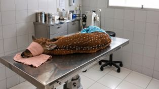 Rescataron a un ciervo en Arroyo Seco: se recupera en una veterinaria de Rosario