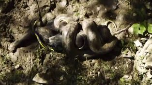 “Eaten alive” y el fiasco: la anaconda se negó a tragarse al explorador Paul Rosolie