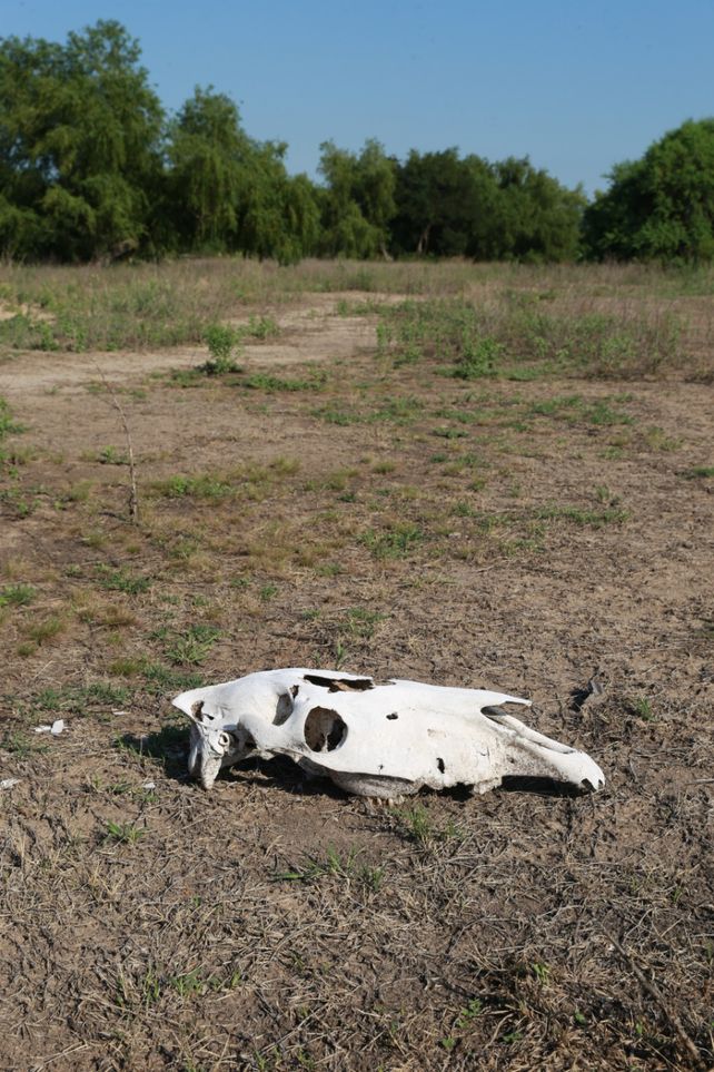 Se estima que solo en el Paraná Medio se registraron 83 especies de plantas y animales quemados por el fuego. 