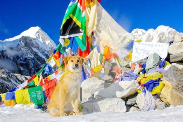 El primer perro en subir el Everest