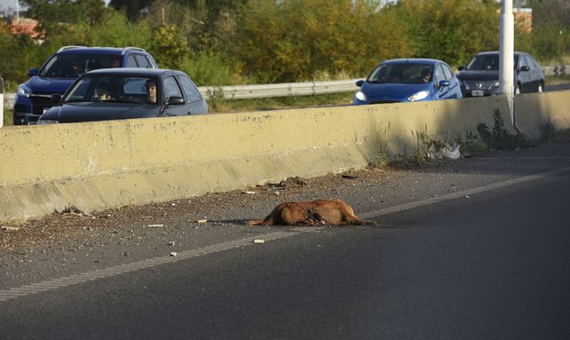 Animales muertos